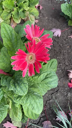 Barberton Daisy