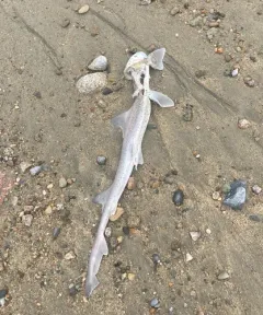 Dusky Smooth-hound thumbnail 3