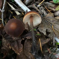 Cucumber Cap thumbnail 2