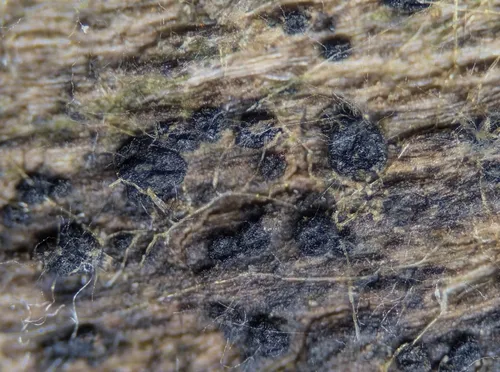 Minutisphaera fimbriatispora