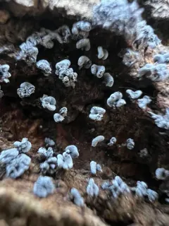 Physarum compressum thumbnail 2