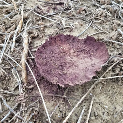 Purple-spored Puffball
