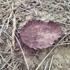 Purple-spored Puffball thumbnail 1