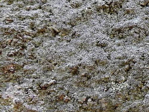 Myriolecis crenulata
