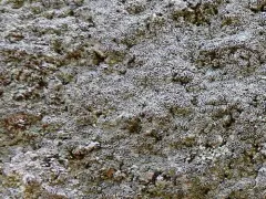Myriolecis crenulata thumbnail 1
