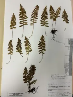 Siberian polypody thumbnail 3