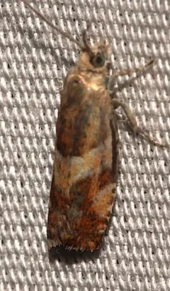 Willow Tortrix Moth thumbnail 2