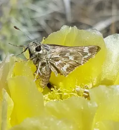Uncas Skipper thumbnail 2