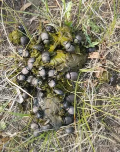 Eastern Tumblebug thumbnail 3