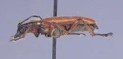Acmaeopsoides rufula thumbnail 1