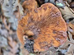 Paxillus obscurisporus thumbnail 2