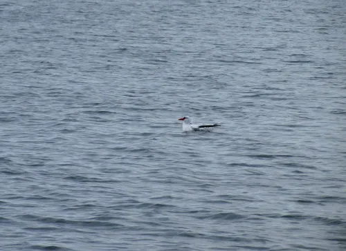 Red-billed Tropicbird