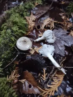 Hygrophorus canadensis thumbnail 2