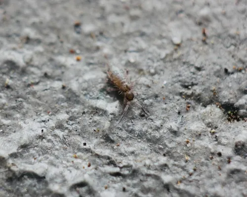 Willowsia nigromaculata