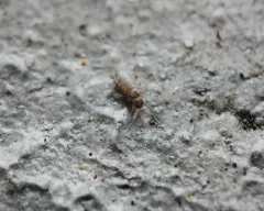 Willowsia nigromaculata thumbnail 1