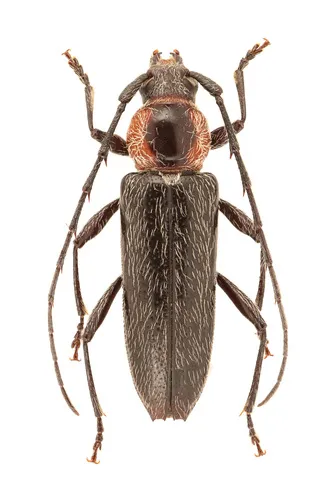 Stenosphenus notatus