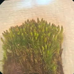 Narrow Cruet-moss thumbnail 3