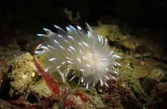Frosty-tipped Nudibranch thumbnail 2