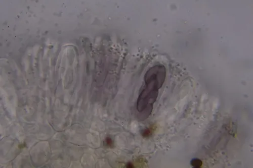Saccobolus minimus