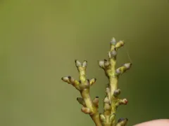 Dwarf Mistletoe Smut thumbnail 2