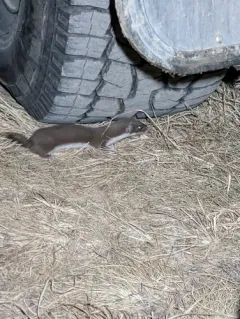 Least Weasel thumbnail 4