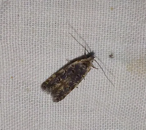 Xenolechia velatella
