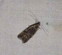 Xenolechia velatella thumbnail 1