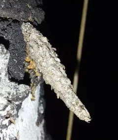 Hyaloscotes fragmentella thumbnail 2