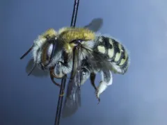 Anthidium banningense thumbnail 1