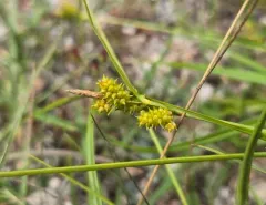 little green sedge thumbnail 4