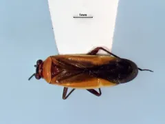 Lopidea media thumbnail 2