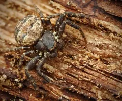 Multicolored Bark Crab Spider thumbnail 2