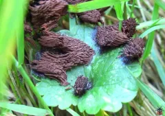 Stemonitis herbatica thumbnail 2