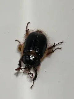 Pleocoma minor thumbnail 3