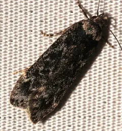 Pale-headed Aspen Leafroller Moth thumbnail 2