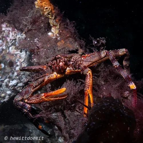 Scaled Crab