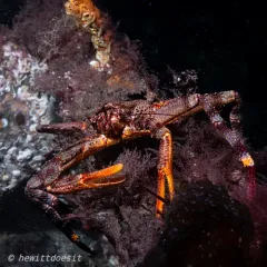 Scaled Crab thumbnail 1