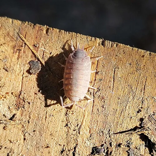 Powder Blue Isopod