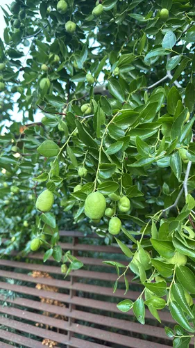 Jujube