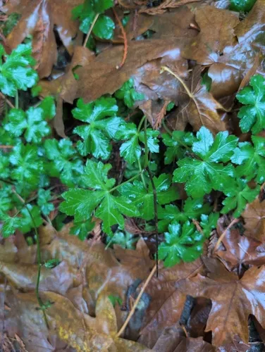 wood sanicle