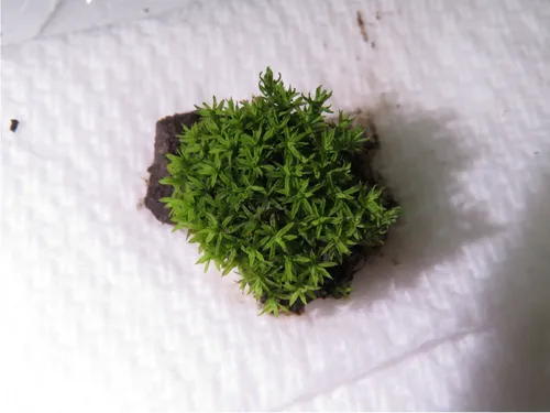 Bird's-Claw Beard-Moss