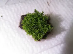 Bird's-Claw Beard-Moss thumbnail 1