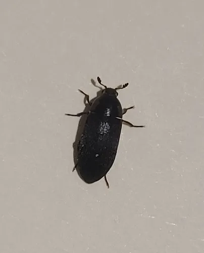 Hide Beetle