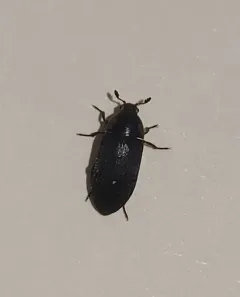 Hide Beetle thumbnail 1