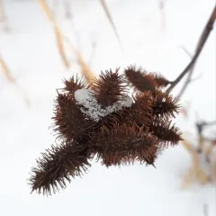 Wild Licorice thumbnail 3