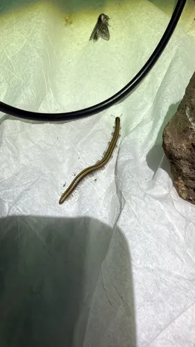 Yosemite Millipede