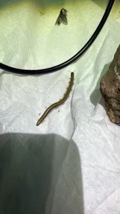 Yosemite Millipede thumbnail 1