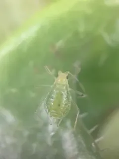 Foxglove Aphid thumbnail 2