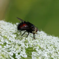 Juriniopsis adusta thumbnail 2