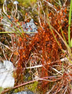 Golden Thread-moss thumbnail 2